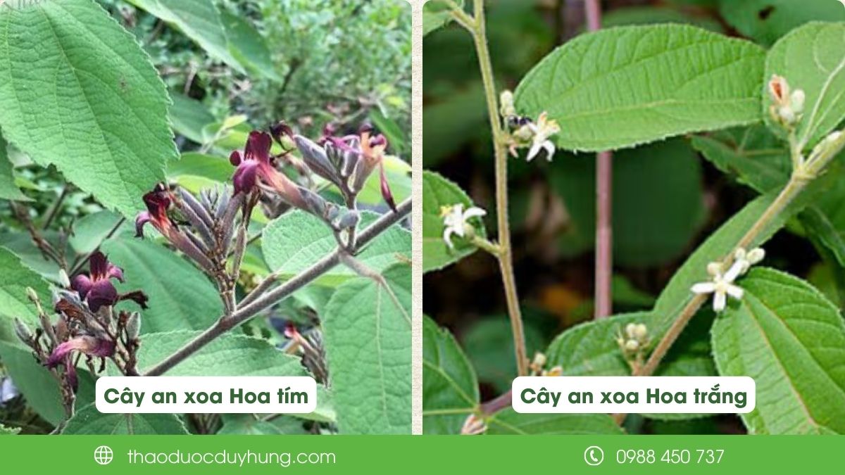 cay-an-xoa-co-2-loai